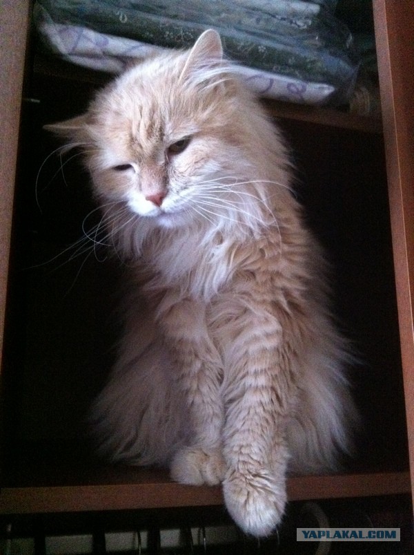 Котовторник 04.03.2014
