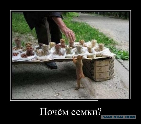 Весёлые картинки
