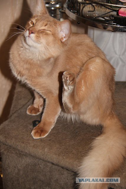 Котенок абиссина