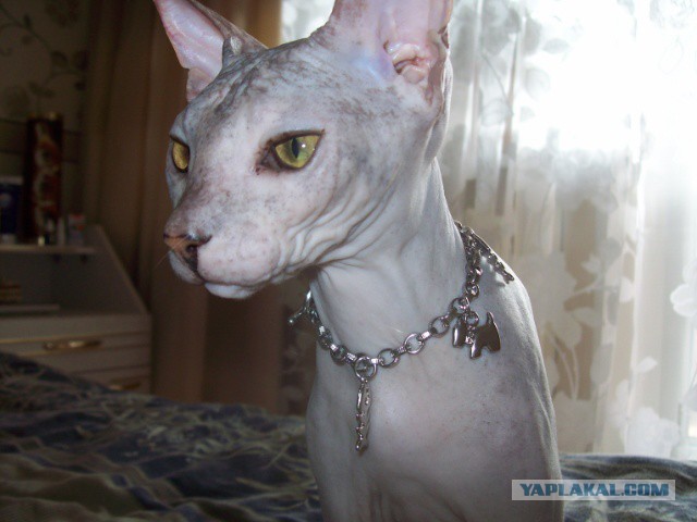 Кот. Просто кот