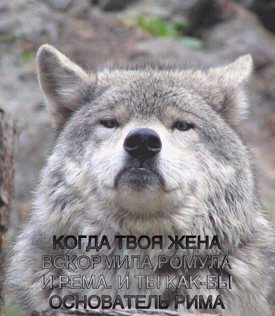 Придет серенький волчок