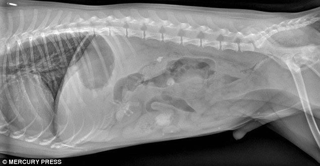 Рентгеновские снимки животных, с шокирующими