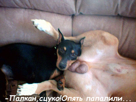 Секс у зверей