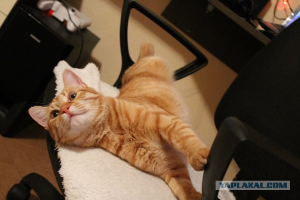 Котовторник 19.01.2016