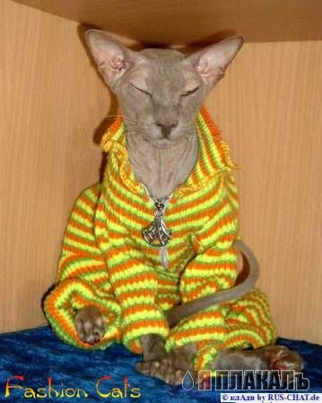 Коты, кошки, котята