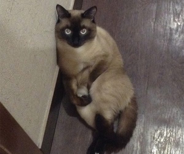 Котовторник  01.03.2016