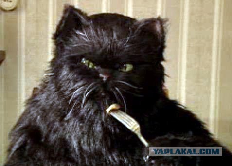 Кот и стиральная машинка