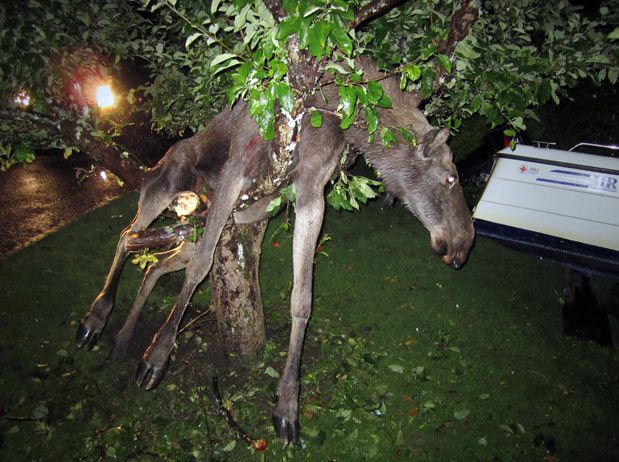 Субботняя подборочка картинок