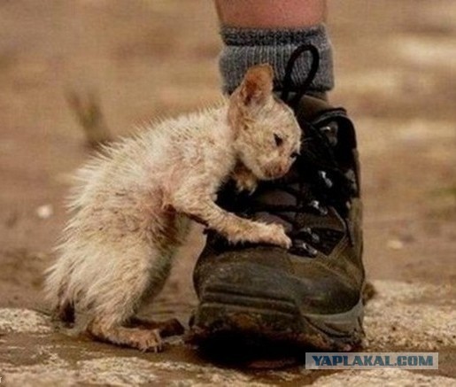 Этот ВЗГЛЯД!