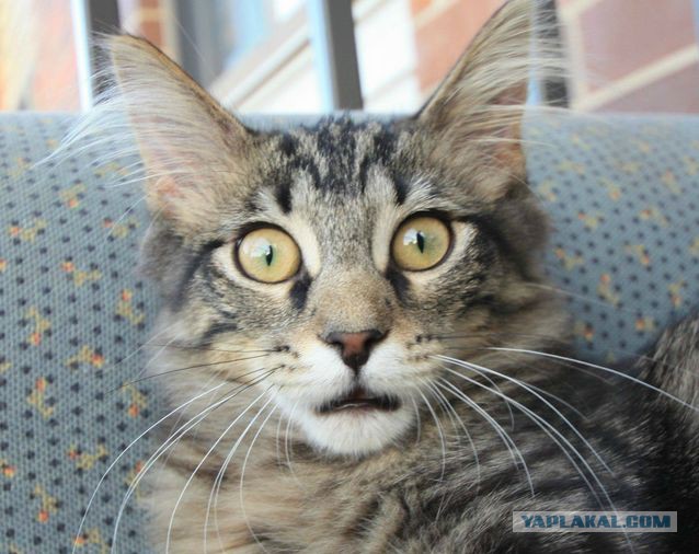 Юрий Лоза считает, что Сергей Лазарев, выступая на «Евровидении», позорит страну