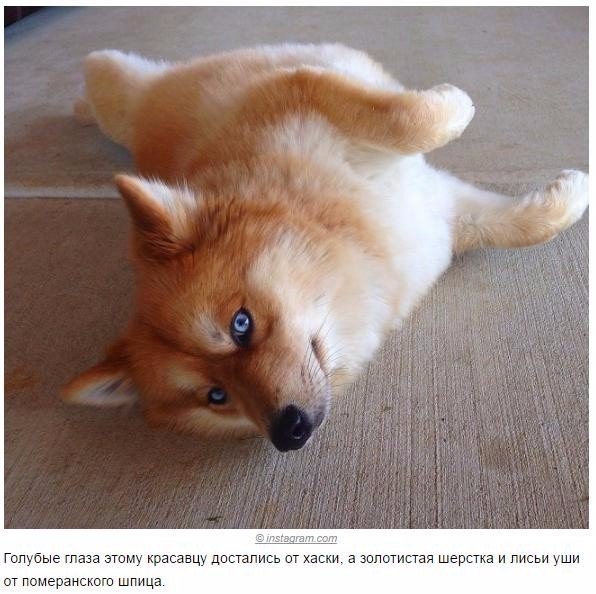 Мохнатые беспредельщики