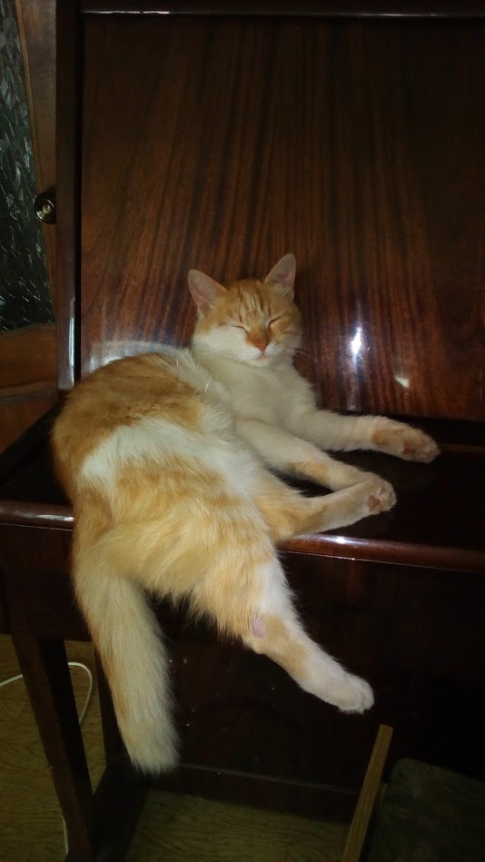 Котовторник 26.07 2016