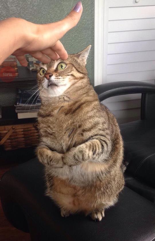 Коты из сети