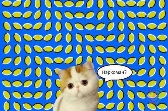 Коты из сети