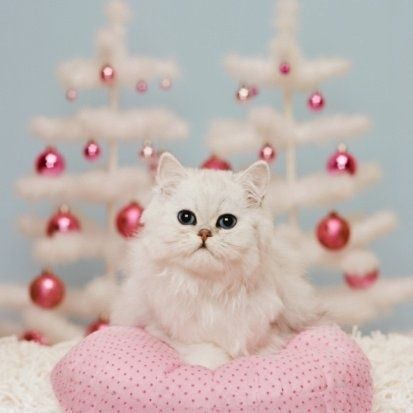 Коты из сети