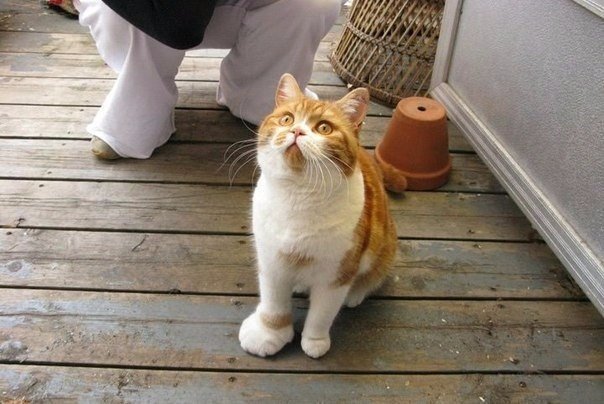 Коты и Кошки