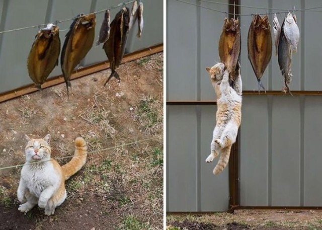 Коты и Кошки