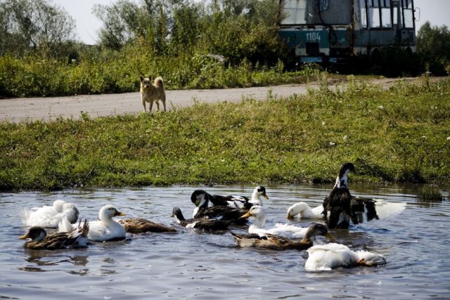 Летом в деревне