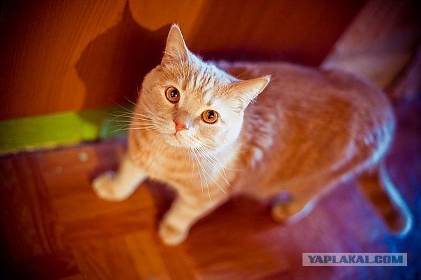 Котовторник?