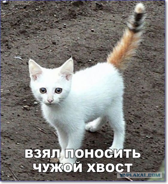 Картинки юморные и тексты