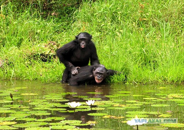 Заповедник Lola ya Bonobo в Конго