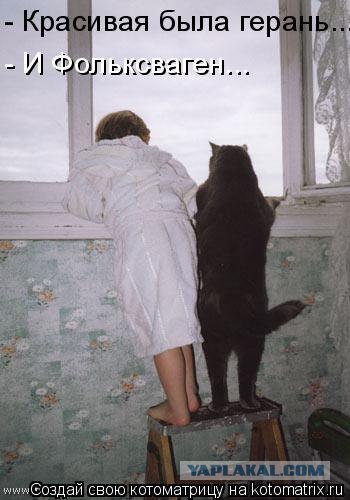 Сонный Котовторник
