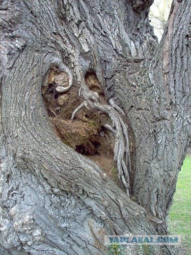 А в нашем лесу... (13 фото)