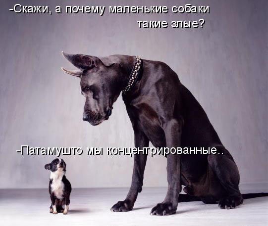 Собачки