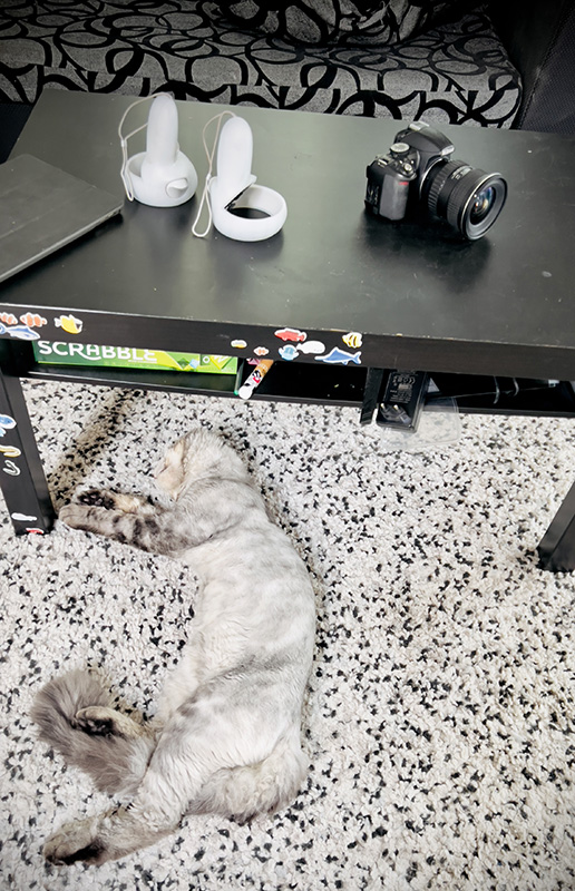 Котики не имеют национальности!!