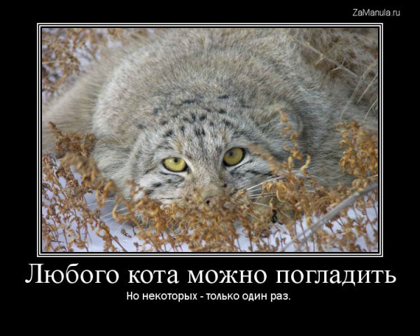 Из чего сделан манул?⁠⁠