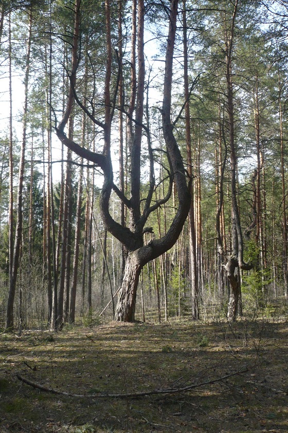 Просто моя страна, без шлака...