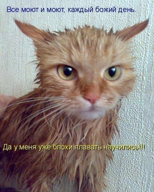Котямбосы