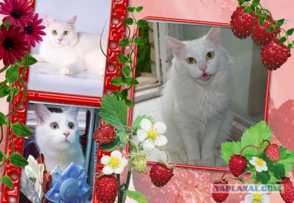 Котовторник 23.07.2013