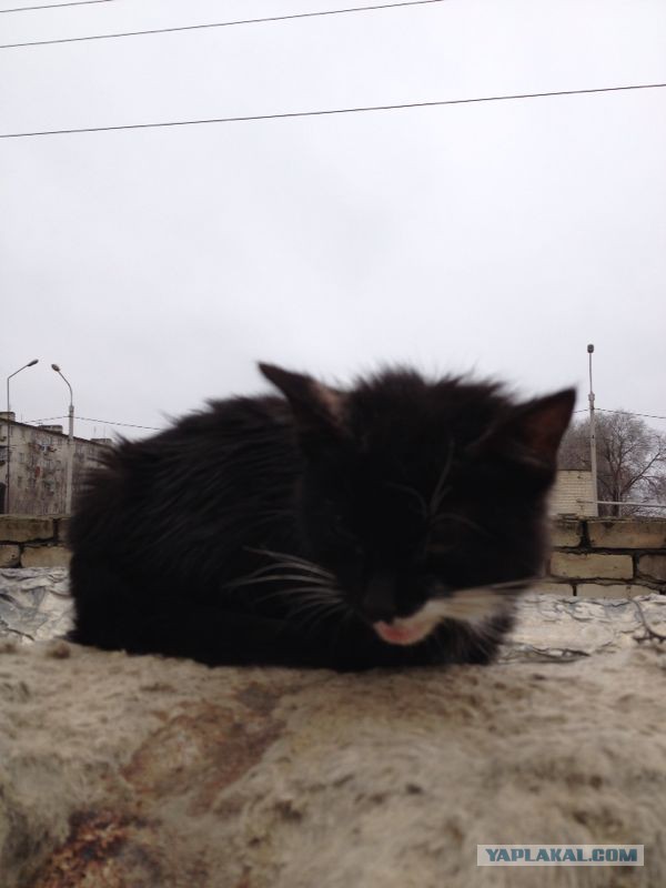 Спасли кота!