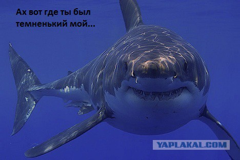 Чудом избежал смерти - проведя 60 часов под водой!, везение и чудеса