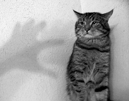 Коты ученых