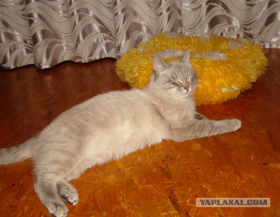 Облом так облом