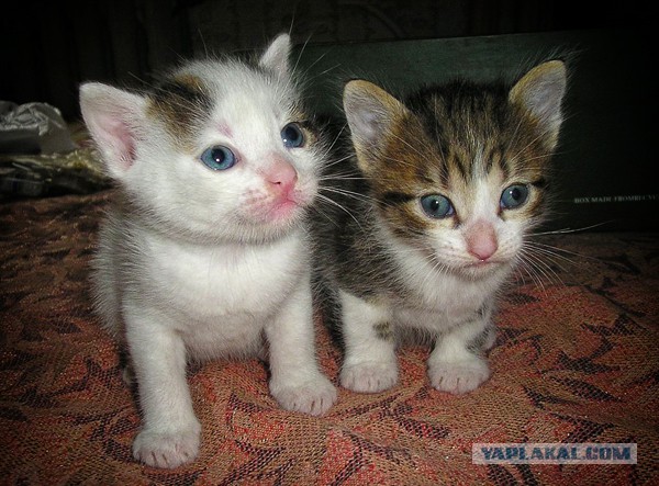 Котовторник 10.06.2014