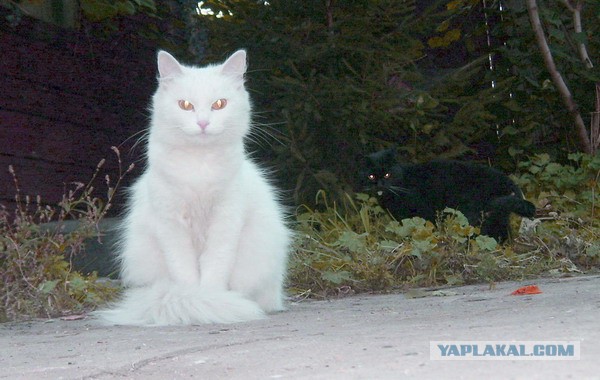 Известные котомемы.