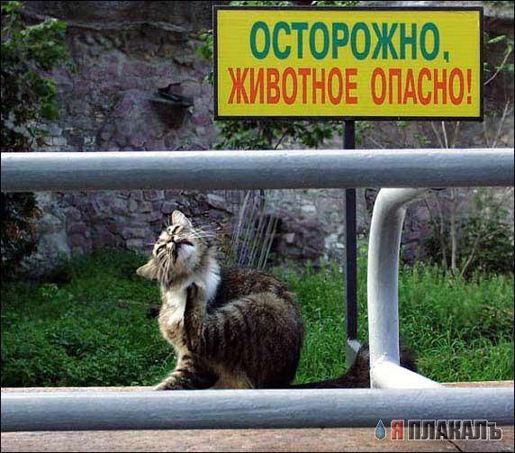 Катька?