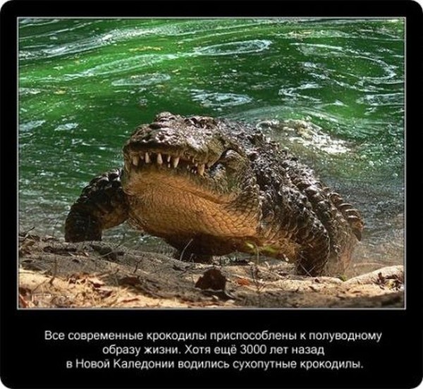 Про крокодилов