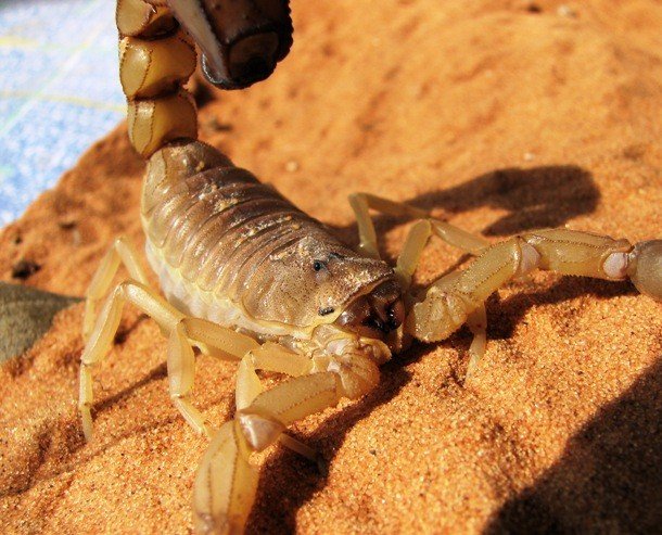 Факты о скорпионах, о которых вы могли не знать