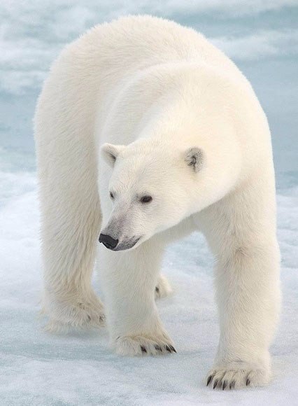 Самые смешные животные