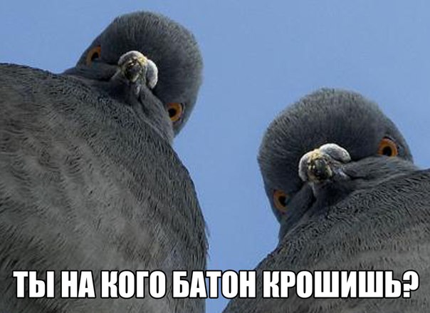 Подборка безудержного веселья