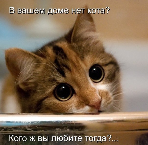 Коты и Кошки