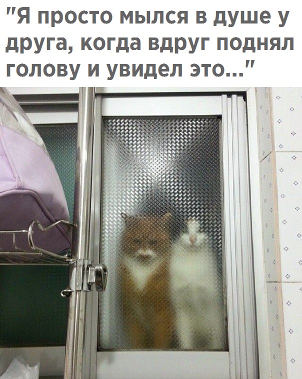 150 картинки для поднятия настроения!