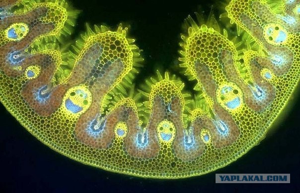 Однажды царь Пётр Первый вернулся из Европы.....