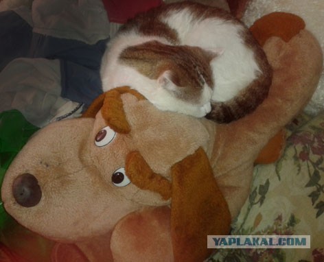 С Днем кошки!