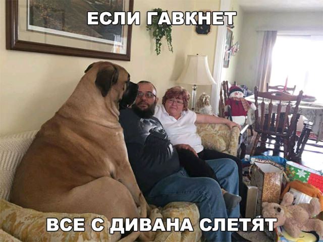 Прикольные картинки обо всём
