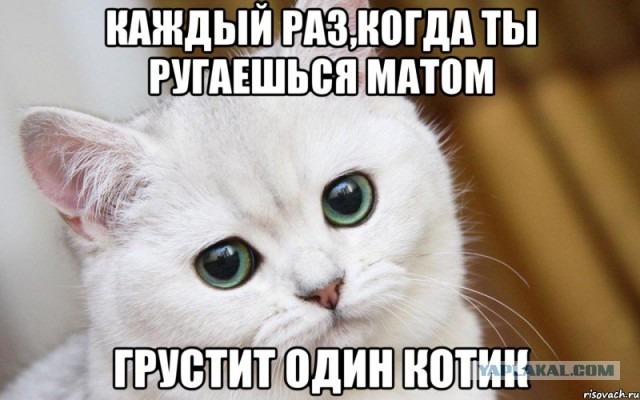 С котом по жизни